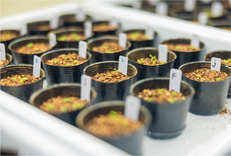動植物実験系グループ